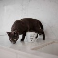 Biały Kubek Porcelanowy 300 ml - Napis Z Sierścią Smakuje Lepiej dla Miłośniczki Zwierząt na Urodziny Eleganckie opakowanie prezentowe kubka porcelanowego ze złotym zdobieniem nadzwyczajnie.mom — Biały Kubek Porcelanowy 300